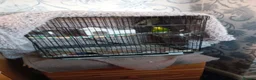 Budgerigars birds for sale: 2 budgies and small cage - Advert 5