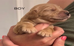 Sprocker dogs for sale: Sprockers - Image 10