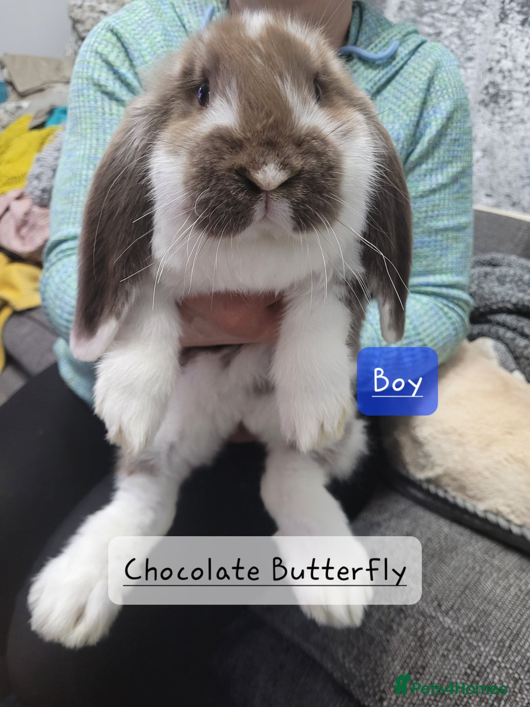 French Lop rabbits for sale: Pure Bred French Lop babies - Advert 3