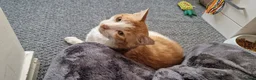 Mixed Breed cats for adoption: Male Rescue Cat for Indoor-Only Adoption - Advert 3