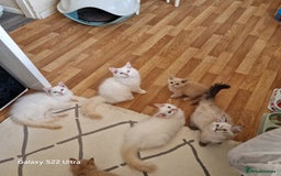 Ragdoll cats for sale: Pure loving ragdool ready for new home  - Image 13