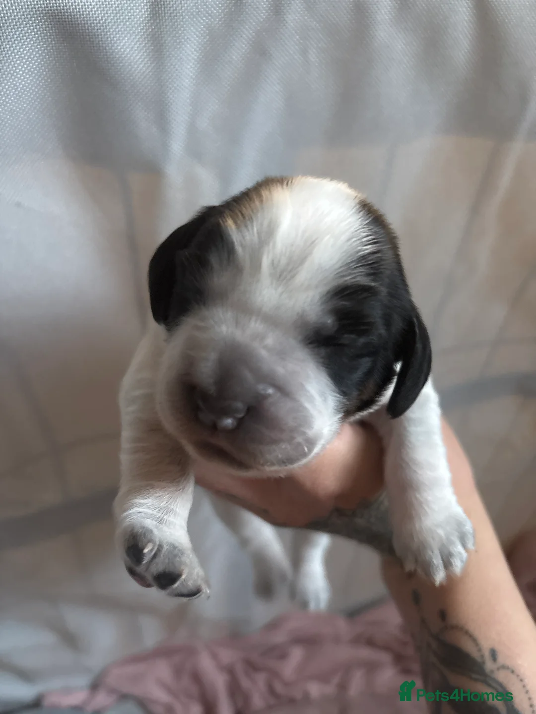 Sprocker dogs for sale: 6  beautiful sprocker cross puppy’s for sale - Advert 2