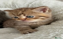 British Shorthair cats for sale: British shorthair kittens  - Image 7