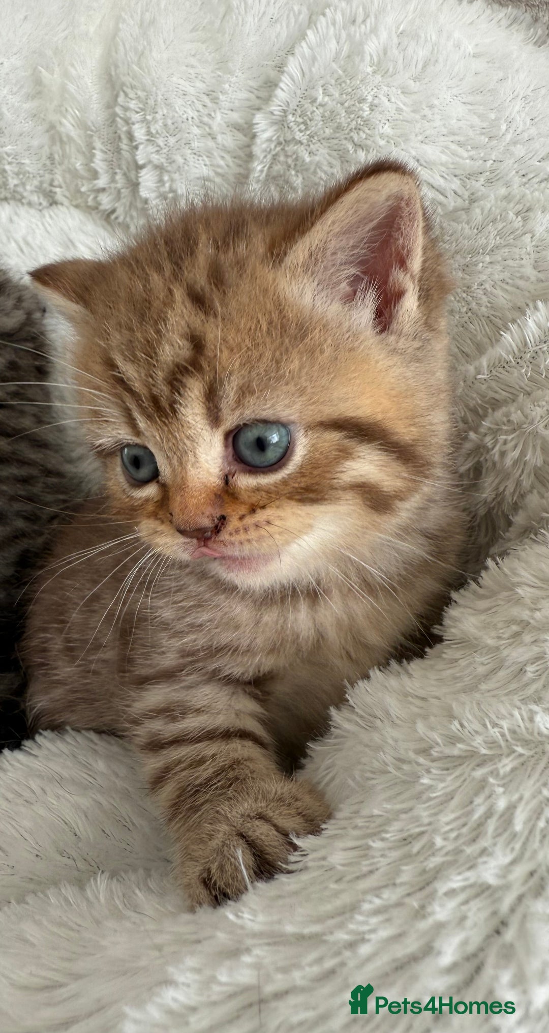 British Shorthair cats for sale: British shorthair kittens  - Image 7