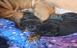 Shar Pei dogs for sale: 3x beautiful shar pei puppies  - Image 8
