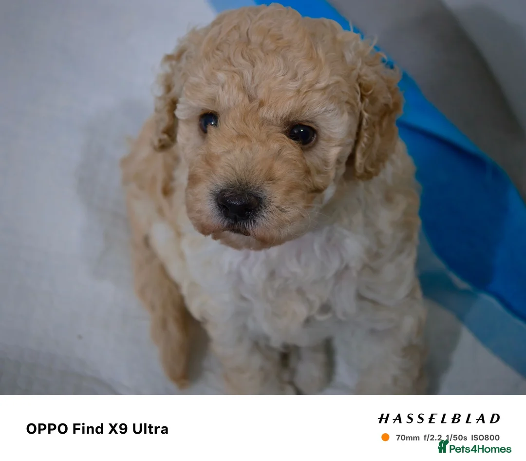 Miniature Poodle dogs for sale: Beautiful Miniature Apricot Poodle Puppy in Nottingham - Advert 9