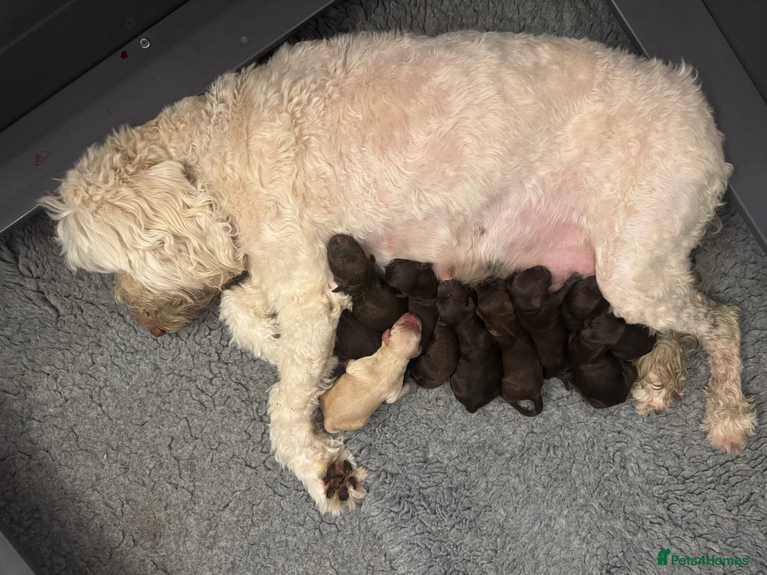 Labradoodle dogs for sale: Labradoodle 12th+ generation  - Image 3