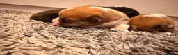 Welsh Corgi Pembroke dogs for sale: Kc pembroke corgi puppies - Advert 4