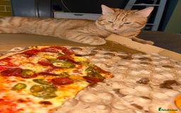 Mixed Breed cats for sale: Ginger 1 year old Kitten  - Image 3