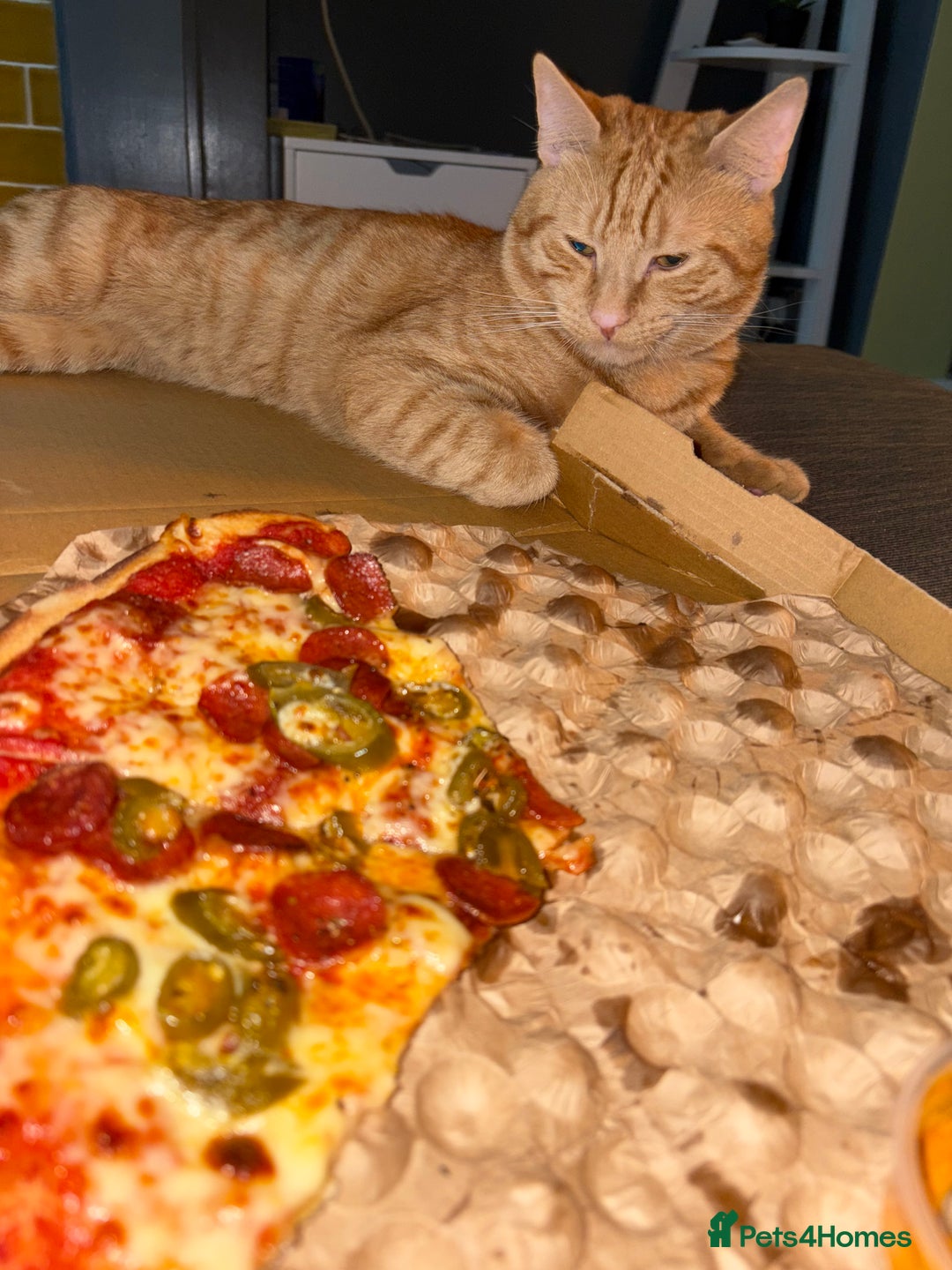 Mixed Breed cats for sale: Ginger 1 year old Kitten  - Image 3