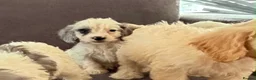 Cockapoo dogs for sale: 10 beautiful cockapoos in Wickford - Advert 14