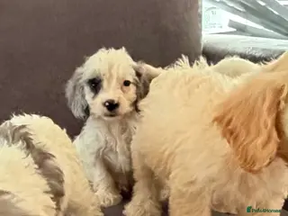 Cockapoo dogs ⭐️Ready to leave ⭐️! 10 beautiful cockapoos - Advert 6