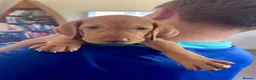 Hungarian Vizsla dogs for sale: Hungarian vizsla puppies 3 boys Ready now  - Advert 12