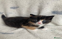 Maine Coon cats for sale: Main coon x  - Image 5