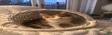 Tortoiseshell Girl 1
