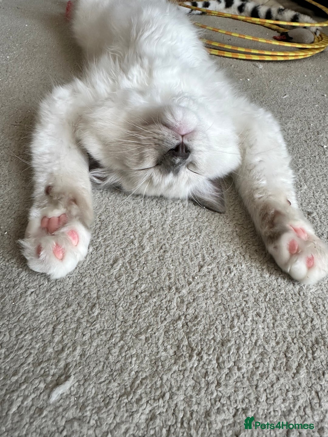 Ragdoll cats for sale: Ragdoll kitten boy, READY TO LEAVE in Bournemouth - Image 7