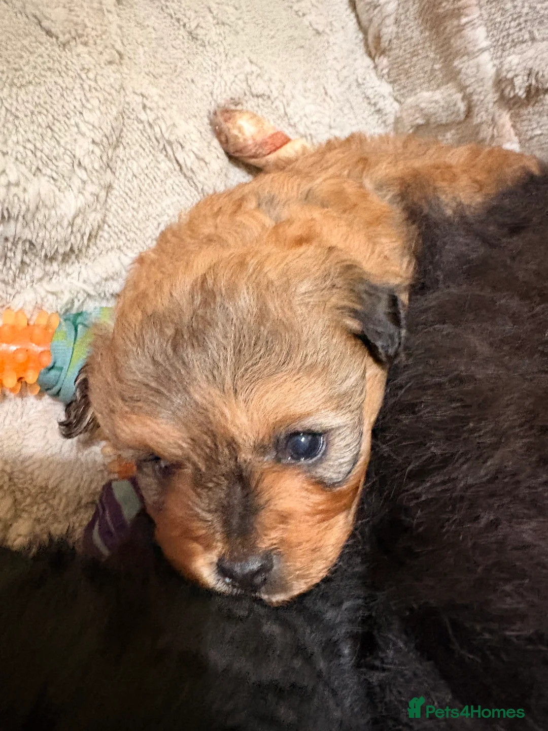 Mixed Breed dogs for sale: Pomeranian x maltipoo - Advert 2