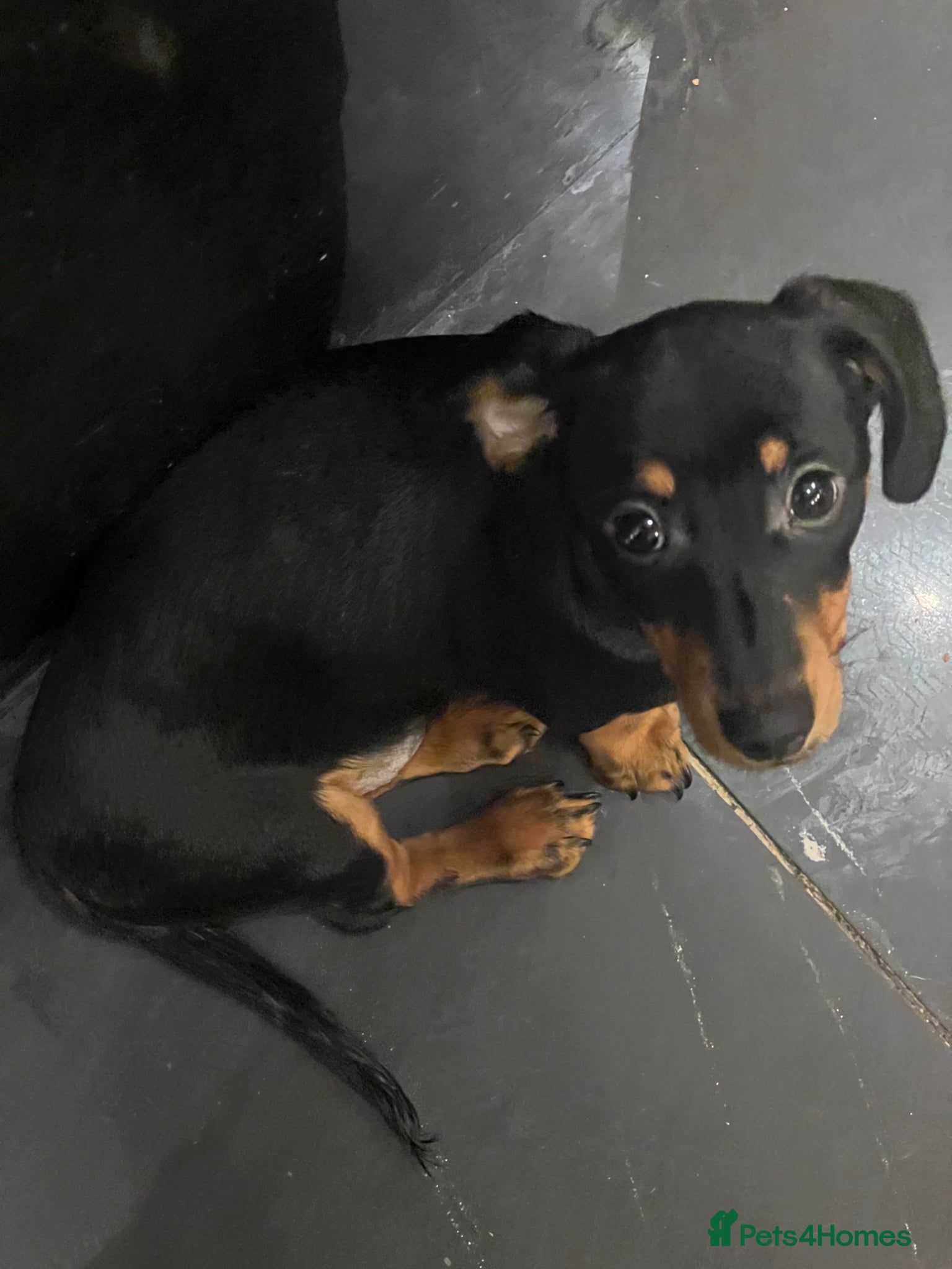 Miniature Dachshund dogs Ronnie  - Advert 4