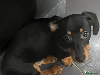 Miniature Dachshund dogs Ronnie - Advert 4