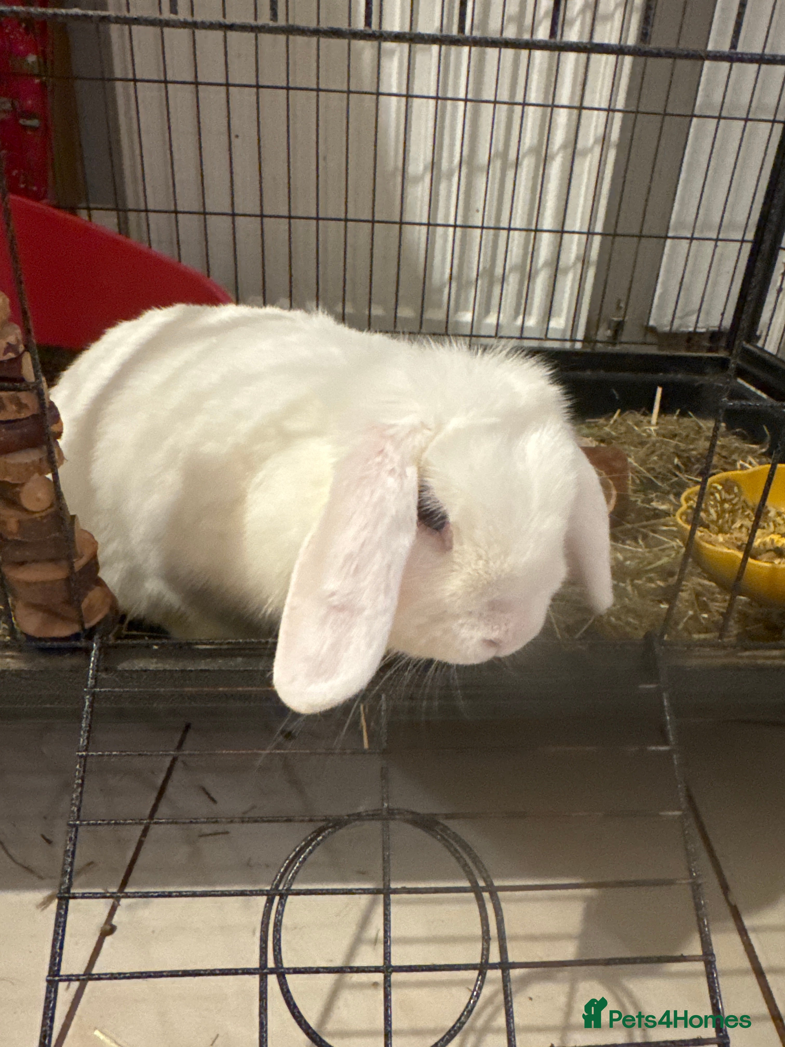 Mini Lop rabbits White rabbit  - Advert 1