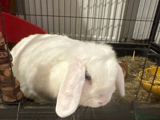 Mini Lop rabbits White rabbit - Advert 1