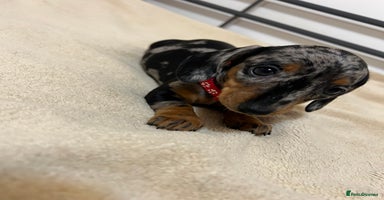 Miniature Dachshund dogs - Advert 5