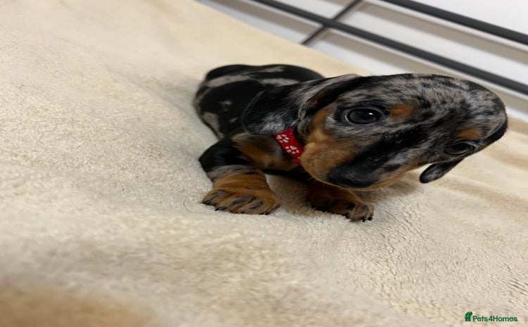 Miniature Dachshund dogs - Advert 1