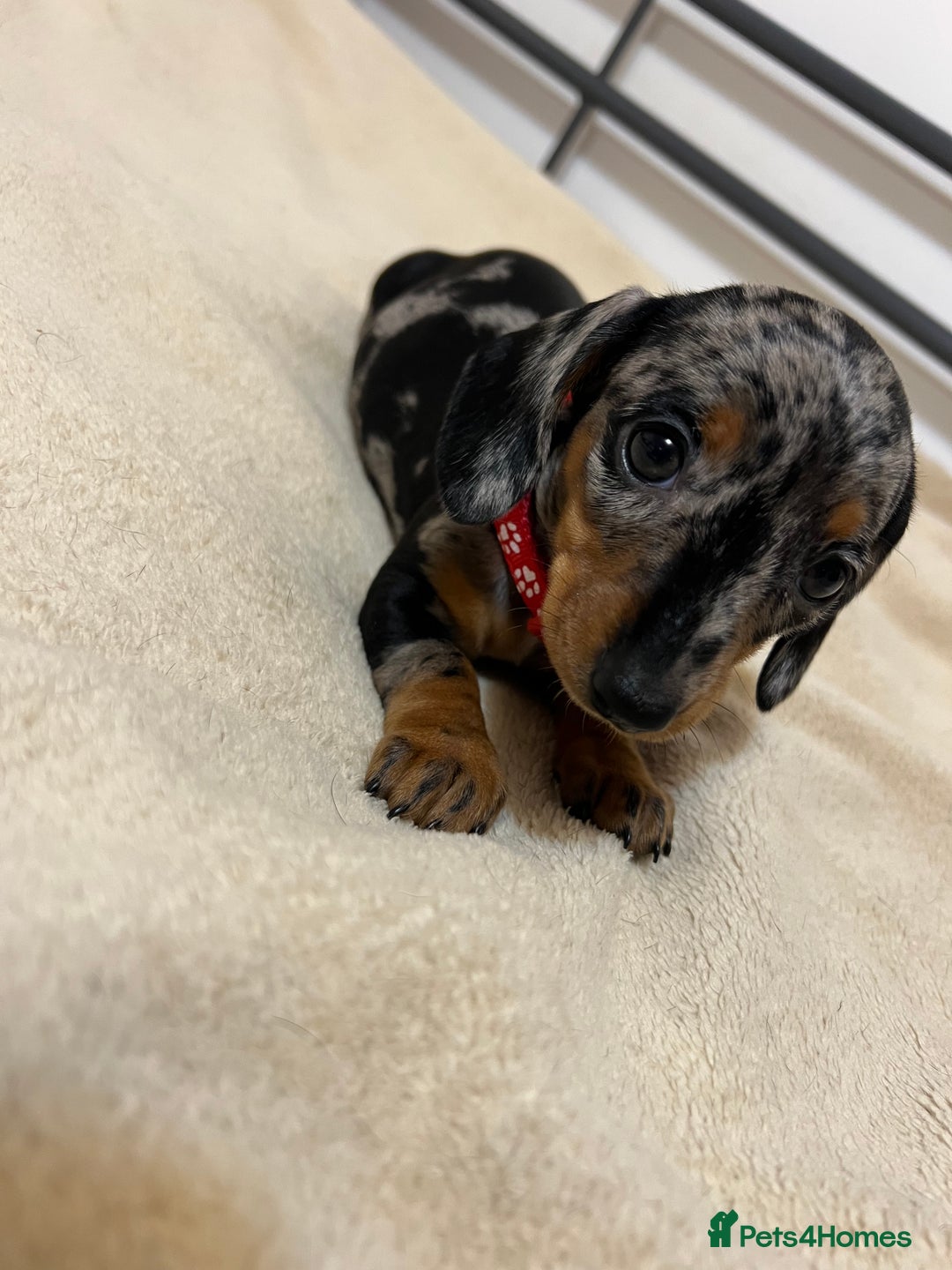 Miniature Dachshund dogs for sale: Miniature Dachshund KC last two girls  - Image 1