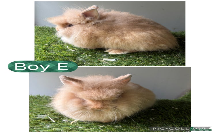 Lionhead rabbits - Advert 12