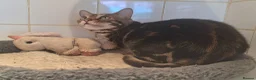 Bengal cats for sale: Tica Bengal Chocolate Marbled April speyed female - Advert 5