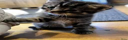 Mixed Breed cats for sale: Adorable Kittens for Sale – Raised with Kids! 🐾 - Advert 4