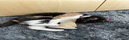 Mixed Breed cats for sale: cute cat in Sheffield - Advert 9