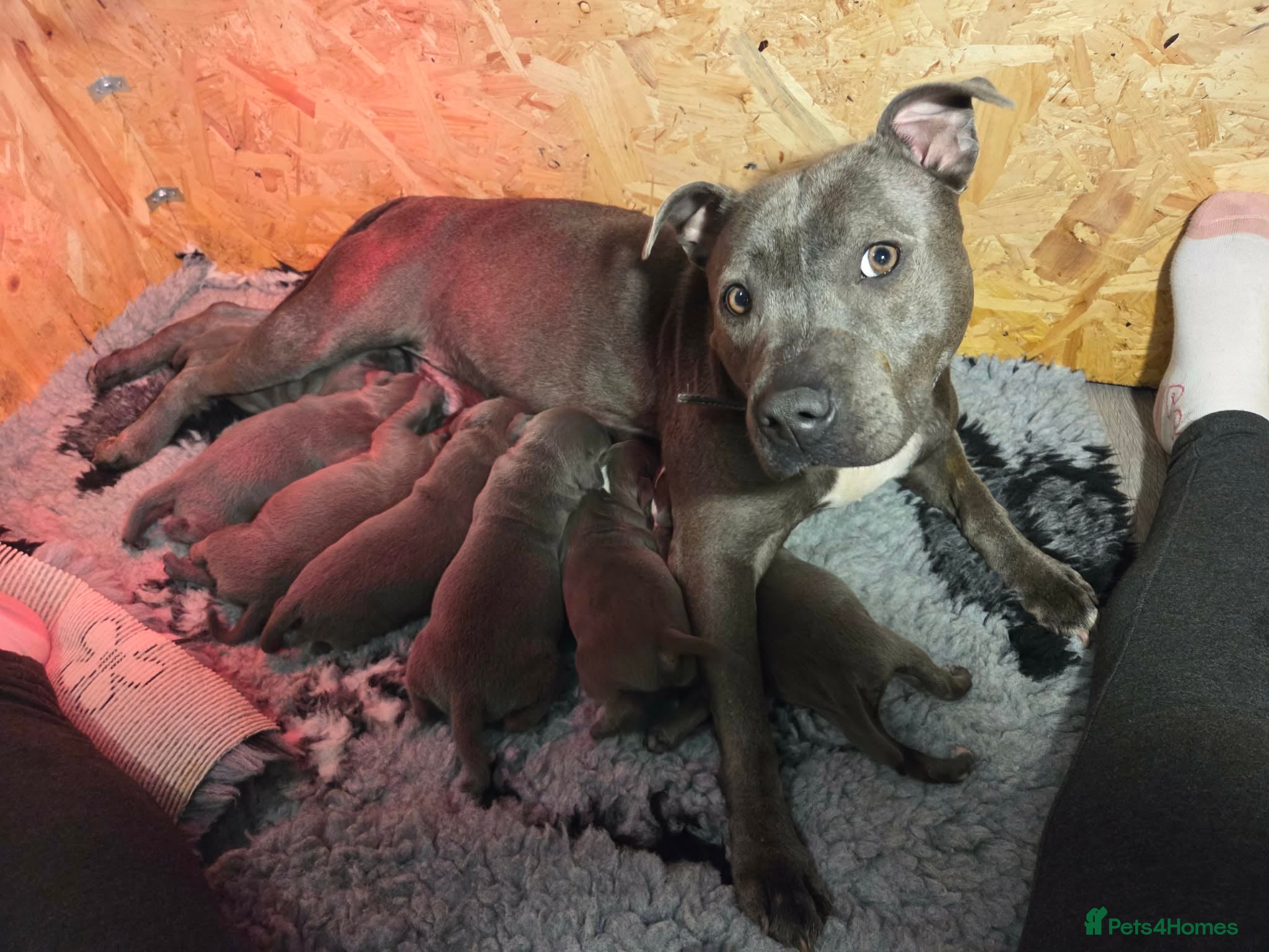 Staffordshire Bull Terrier dogs Chunky stuffy pups - Advert 3