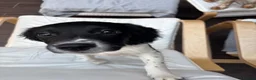 Sprocker dogs for sale: 7 month old female sprocker spaniel  in Manchester - Advert 3