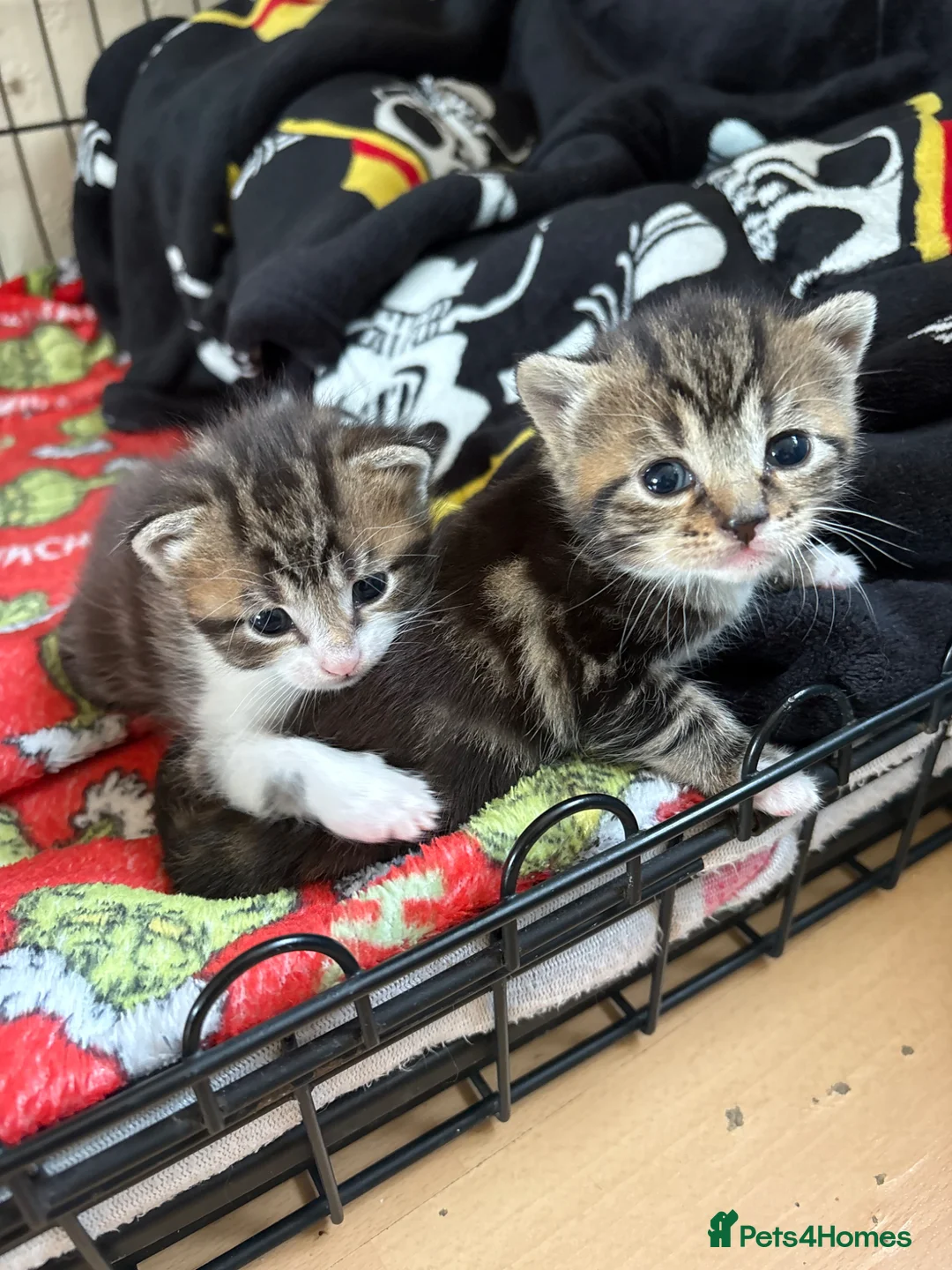 Mixed Breed cats for sale: Kittens for sale  - Advert 7