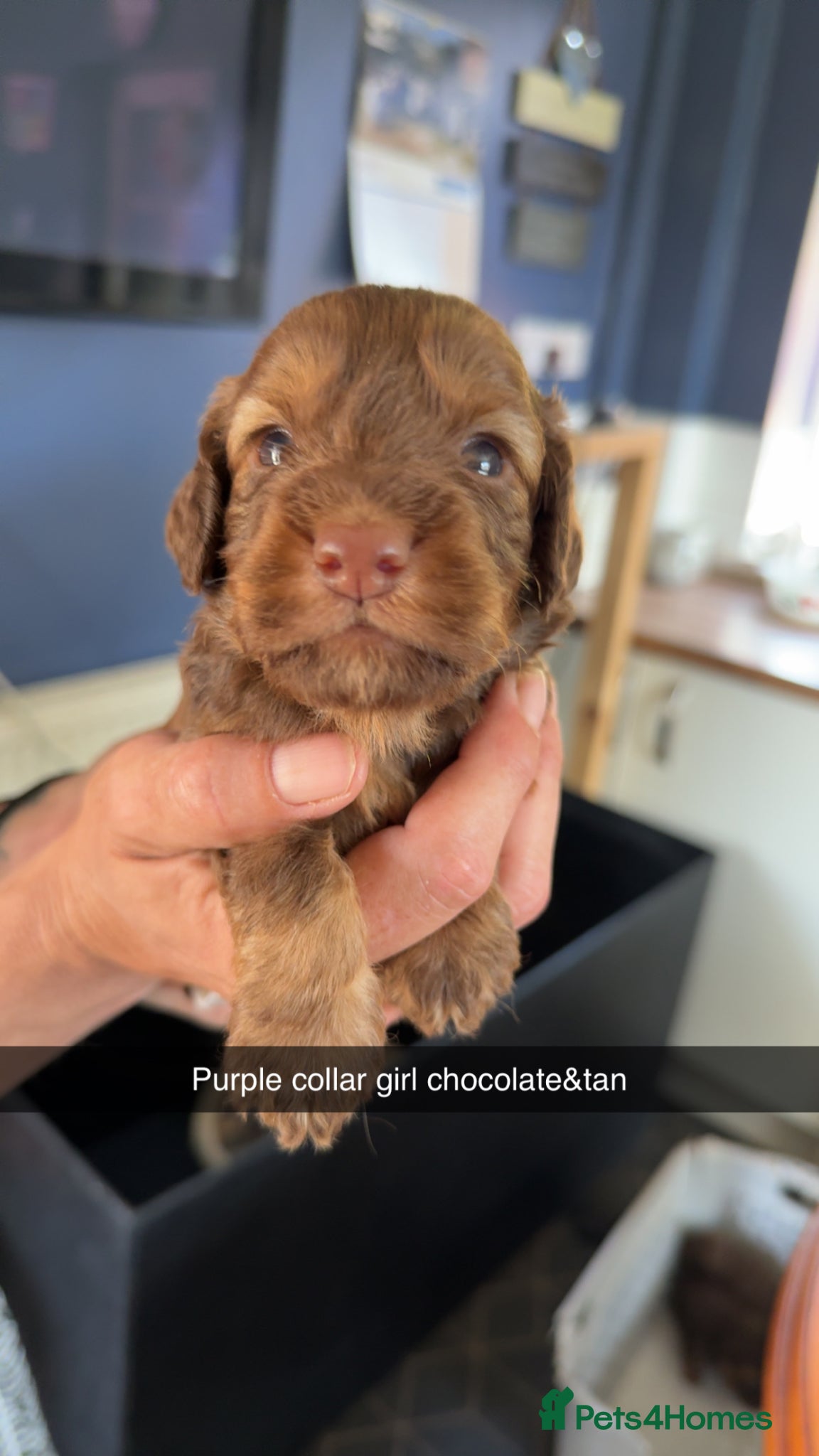 Cockapoo dogs ABSOLUTELY GORGEOUS F1 COCKAPOOS PUPS - Advert 2
