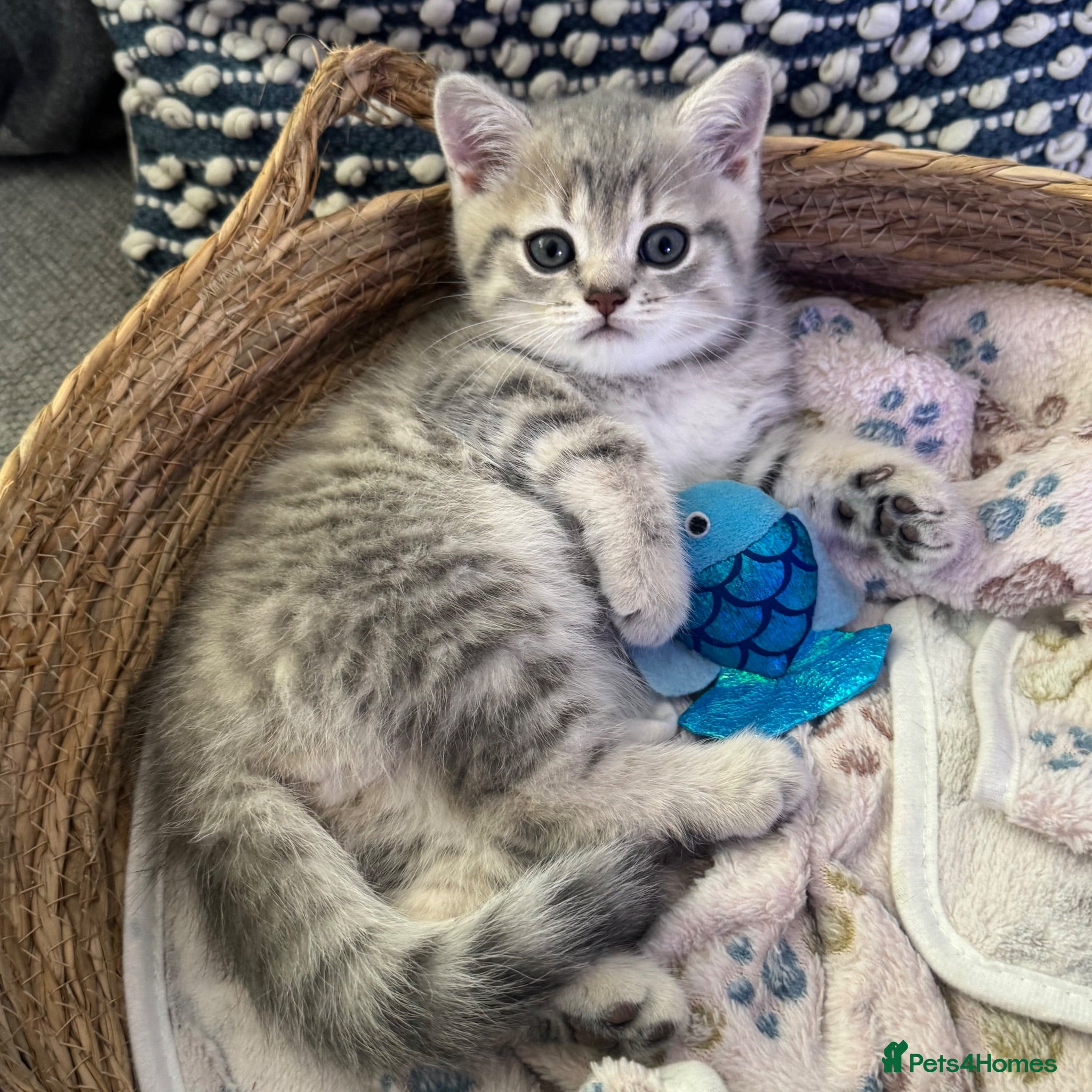 Scottish Fold cats Loving boy ready for new home 💙  - Advert 9
