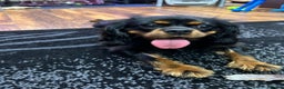 Cavalier King Charles Spaniel dogs for stud: Fully health tested Black and Tan stud.  in Wrexham - Advert 4