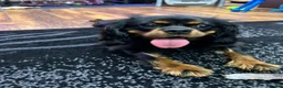 Cavalier King Charles Spaniel dogs for stud: Fully health tested Black and Tan stud.  in Wrexham - Advert 4