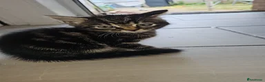 Male kitten 