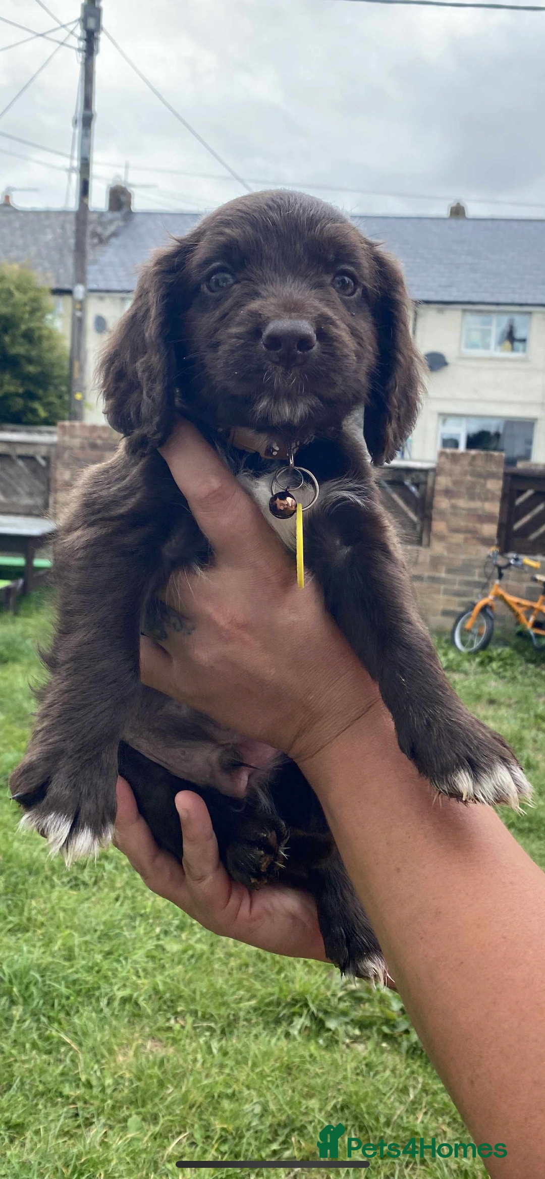 Cocker Spaniel dogs for sale: Cocker spaniel pups 3 male  - Image 2