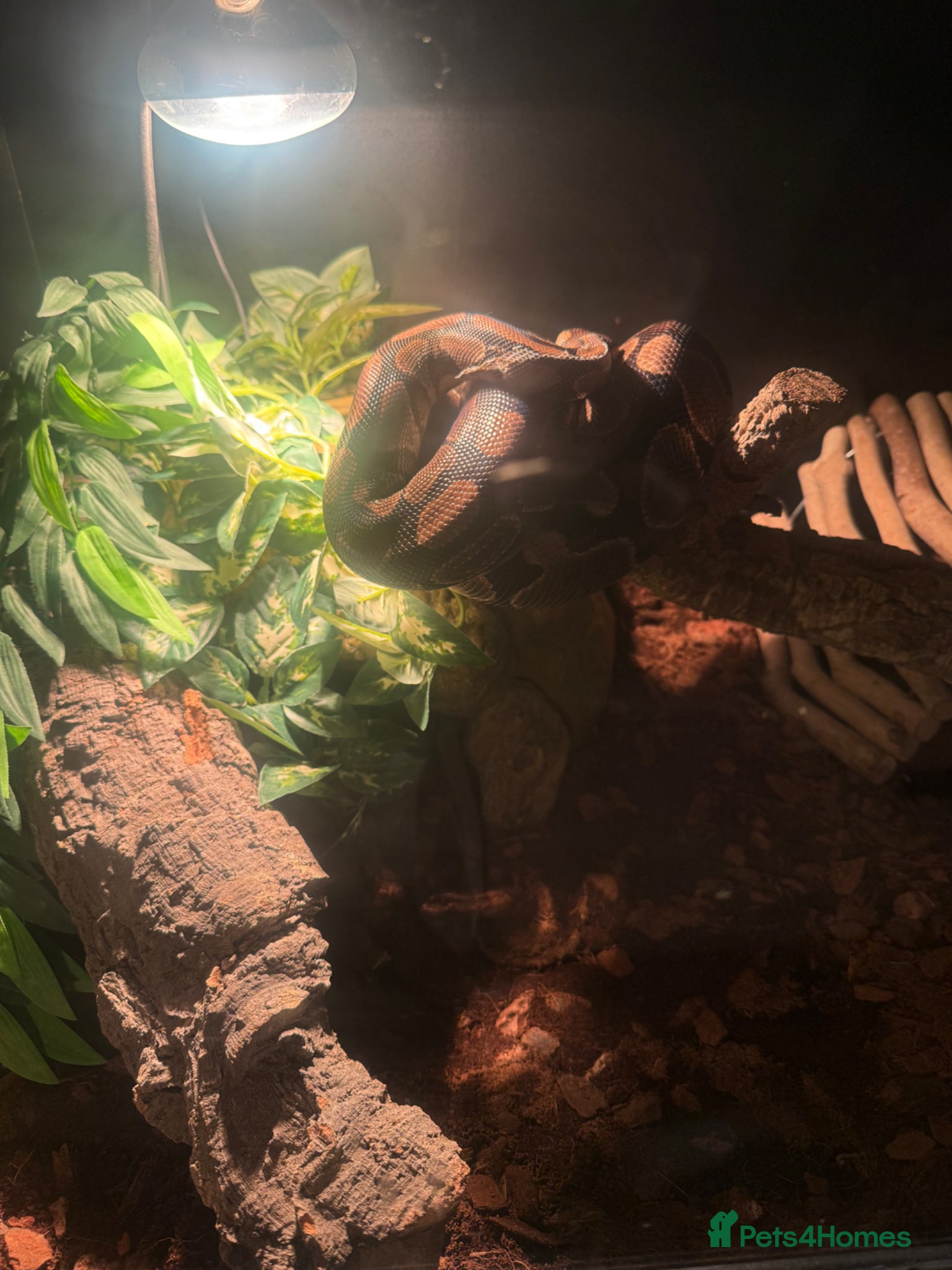 Python Snake reptiles Ball python - Advert 1