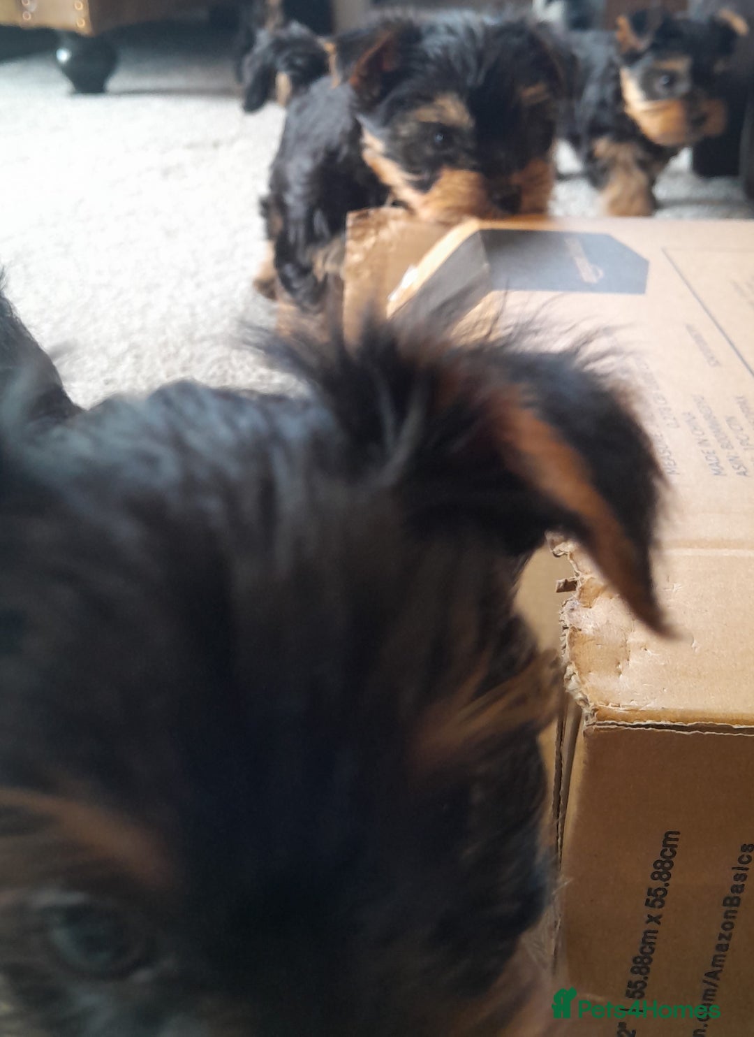 Yorkshire Terrier dogs for sale: Yorkshire terrier puppies  - Image 6