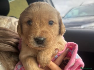 Goldador dogs for sale: Goldador puppies ❤️ - Advert 1