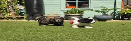 Lhasapoo dogs for sale: Stunning Lhasapoo Puppies. READY NOW! - Advert 6