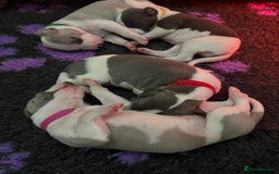 Whippet dogs for sale: Beautifully bred KC whippet pups - Image 6