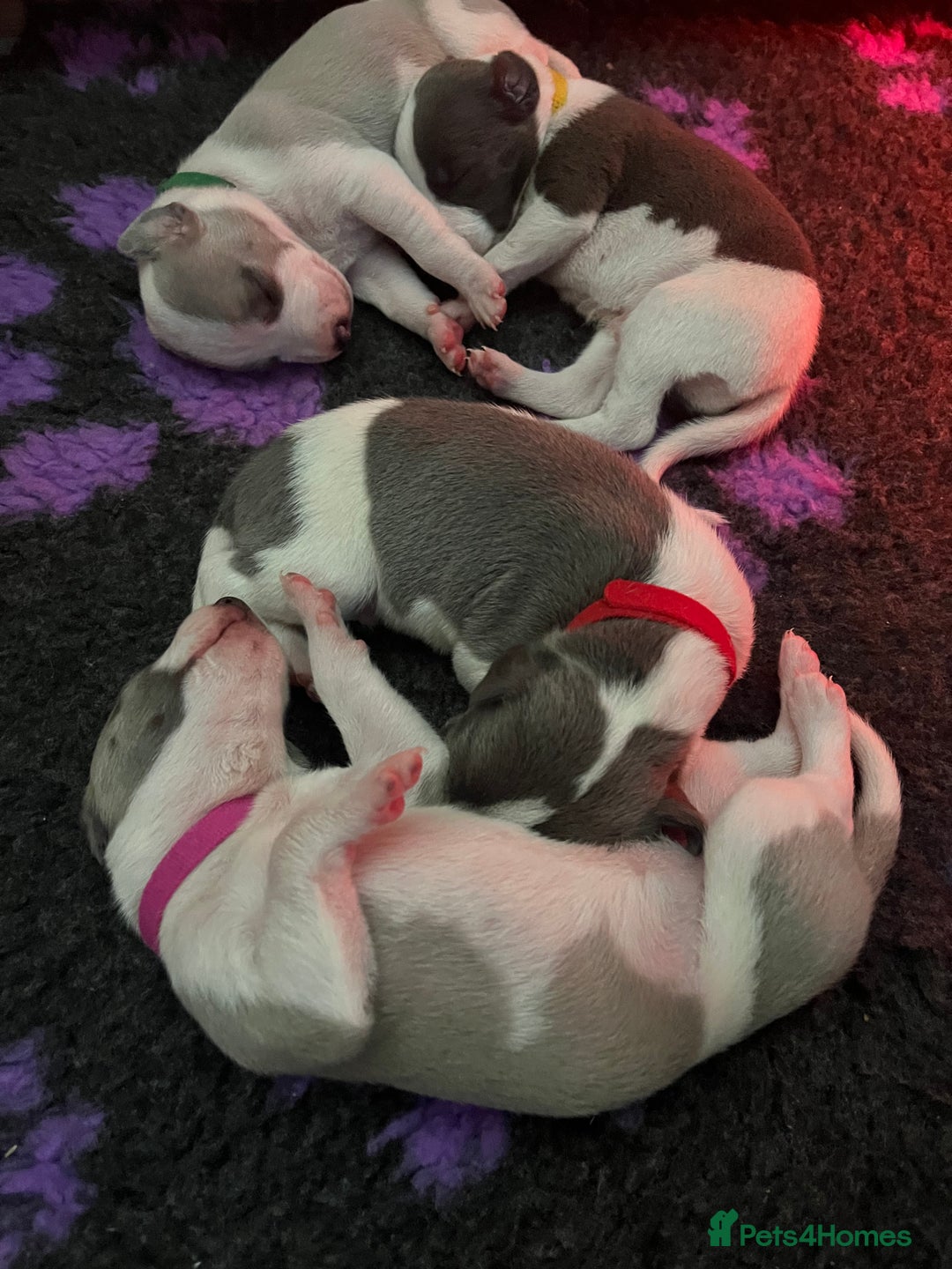 Whippet dogs for sale: Beautifully bred KC whippet pups - Image 6