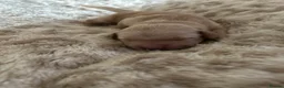 Golden Retriever dogs for sale: Golden Retriever Puppies (From 2 x Champion line) - Advert 29