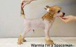 Chinese Crested dogs for sale: 12 weeks old  hl boy 1800, pp boy 970 in Crewe - Image 16