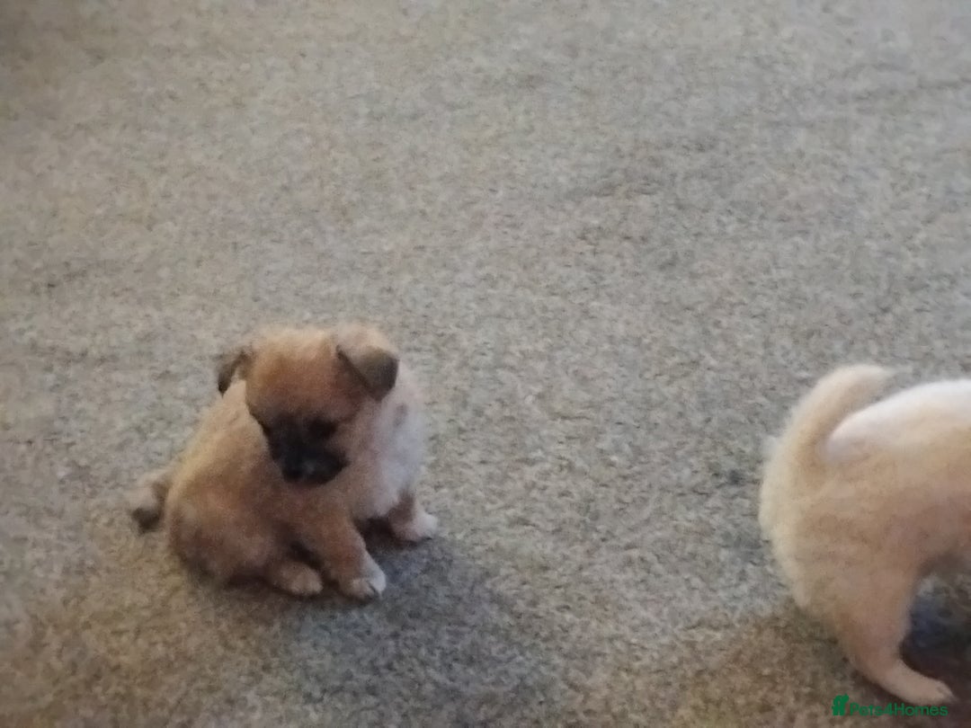 Chihuahua dogs for sale: Cute Chihuahua  - Image 2
